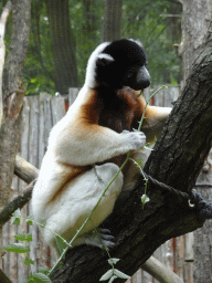 Black-and-white Ruffed Lemur at the Apenheul zoo