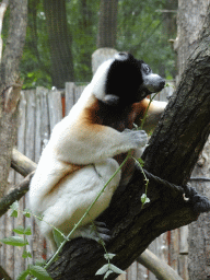 Black-and-white Ruffed Lemur at the Apenheul zoo