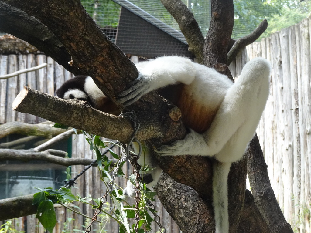 Black-and-white Ruffed Lemur at the Apenheul zoo