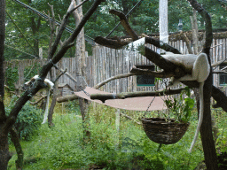 Black-and-white Ruffed Lemurs at the Apenheul zoo