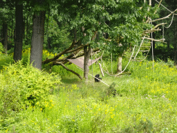 Bonobo at the Apenheul zoo