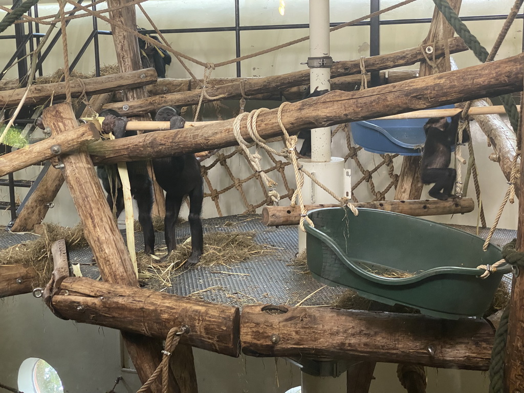 Bonobos at the Bonobo building at the Apenheul zoo