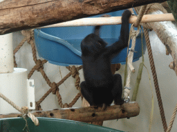 Young Bonobo at the Bonobo building at the Apenheul zoo