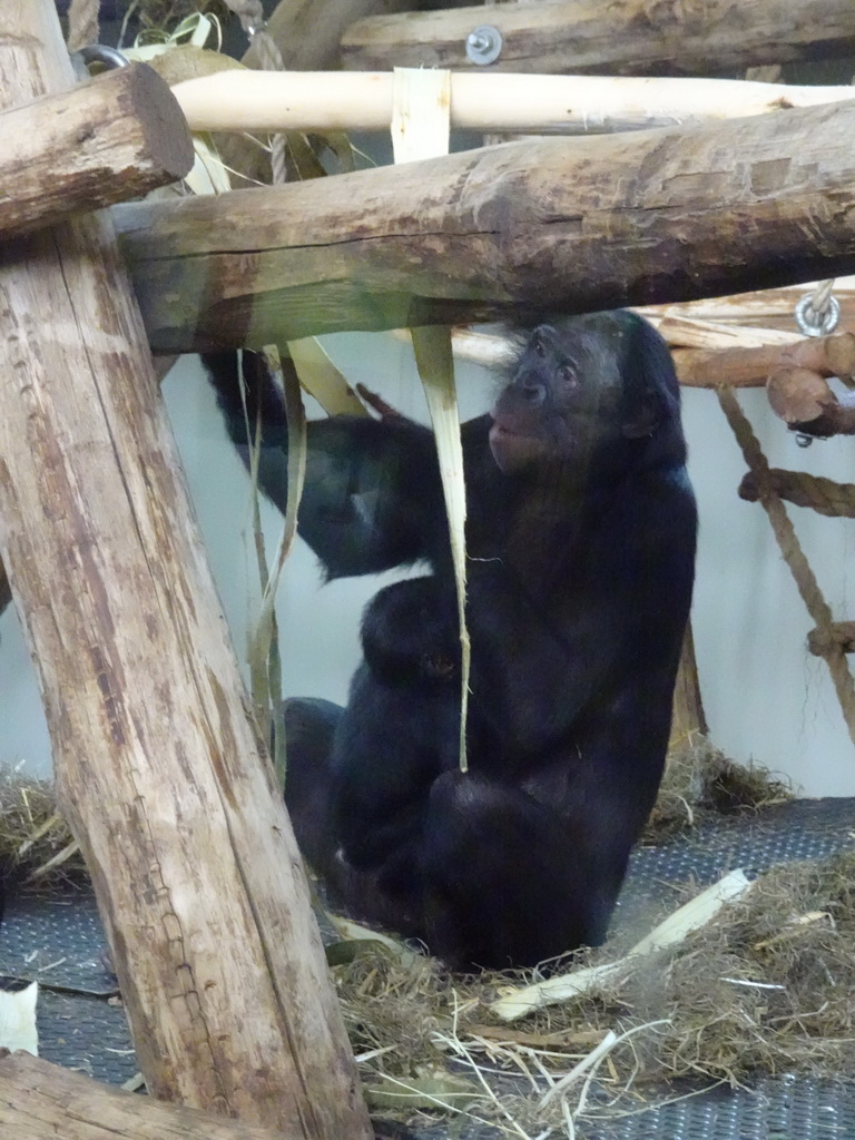 Bonobos at the Bonobo building at the Apenheul zoo