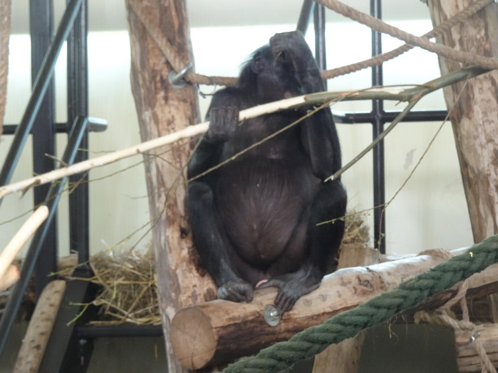 Bonobo at the Bonobo building at the Apenheul zoo