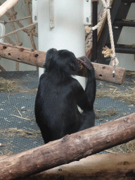 Bonobo at the Bonobo building at the Apenheul zoo