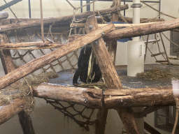 Bonobo at the Bonobo building at the Apenheul zoo