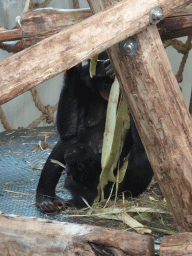 Bonobos at the Bonobo building at the Apenheul zoo