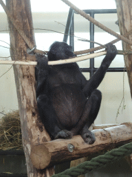 Bonobo at the Bonobo building at the Apenheul zoo
