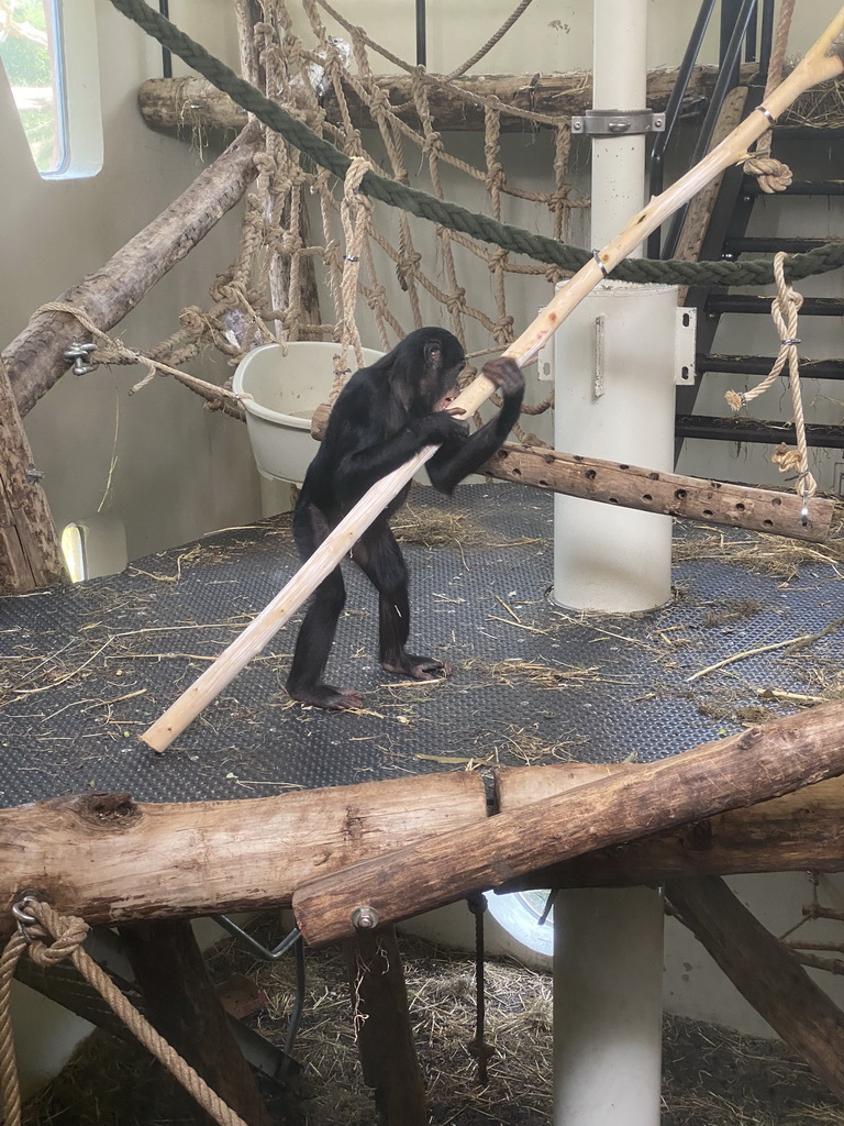 Bonobo at the Bonobo building at the Apenheul zoo