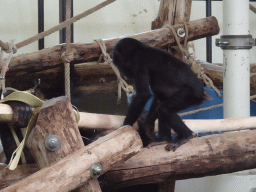 Young Bonobo at the Bonobo building at the Apenheul zoo