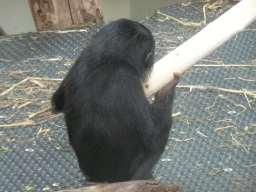 Young Bonobo at the Bonobo building at the Apenheul zoo