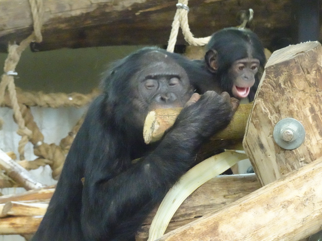 Bonobos at the Bonobo building at the Apenheul zoo