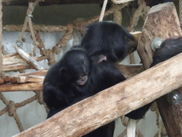Bonobos at the Bonobo building at the Apenheul zoo