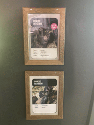 Information on the Baby Bonobo and Young Bonobo at the Bonobo building at the Apenheul zoo