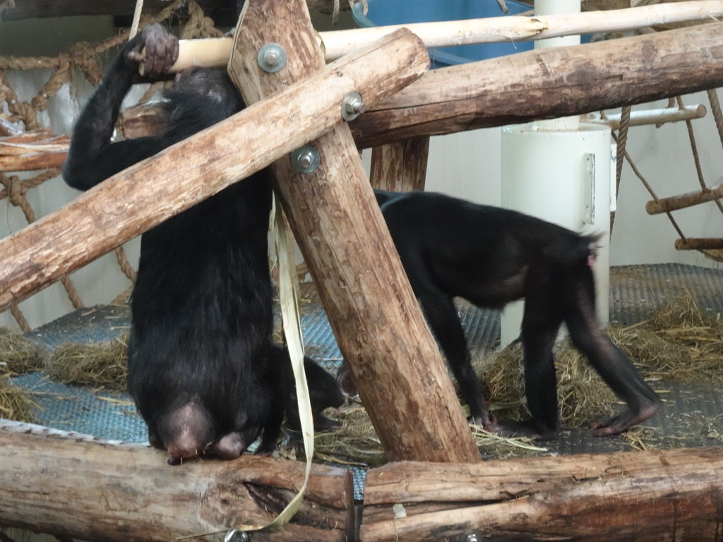 Bonobos at the Bonobo building at the Apenheul zoo