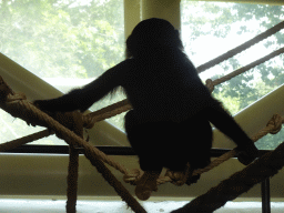 Young Bonobo at the Bonobo building at the Apenheul zoo