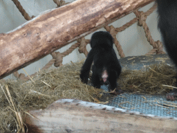 Baby Bonobo at the Bonobo building at the Apenheul zoo