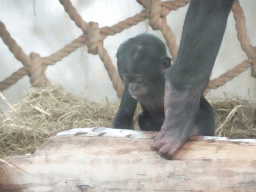 Baby Bonobo at the Bonobo building at the Apenheul zoo