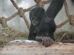 Baby Bonobo at the Bonobo building at the Apenheul zoo