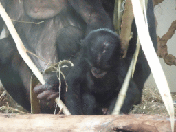 Bonobos at the Bonobo building at the Apenheul zoo