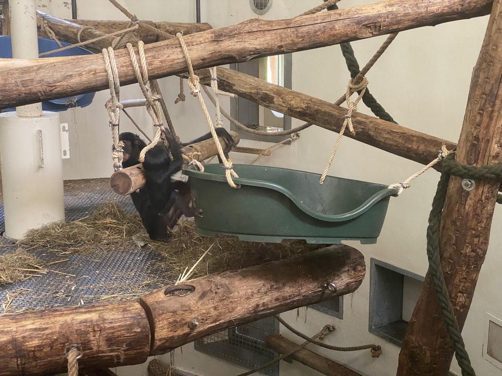 Bonobos at the Bonobo building at the Apenheul zoo