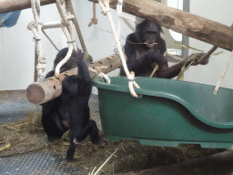 Bonobos at the Bonobo building at the Apenheul zoo