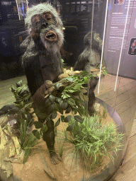 Statues of Hominids at the Bonobo building at the Apenheul zoo