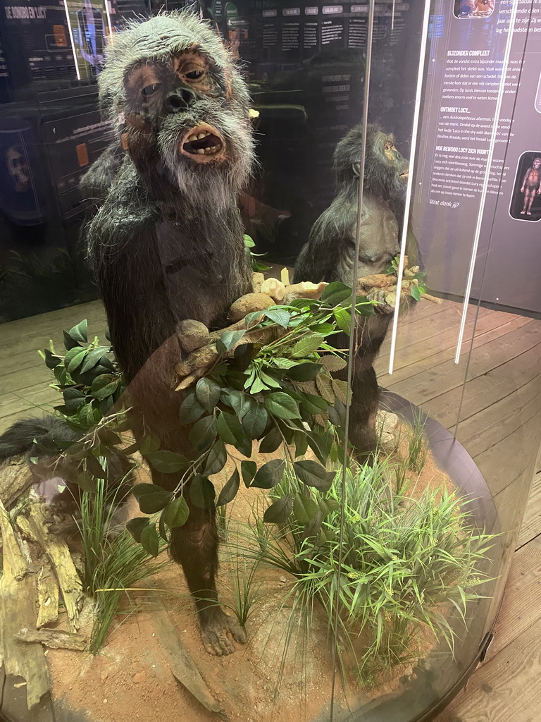 Statues of Hominids at the Bonobo building at the Apenheul zoo