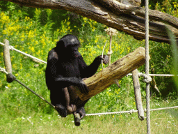 Bonobo at the Apenheul zoo