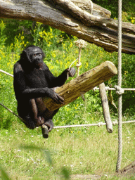 Bonobo at the Apenheul zoo