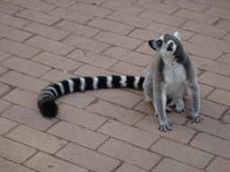 Ring-tailed Lemur at the Apenheul zoo