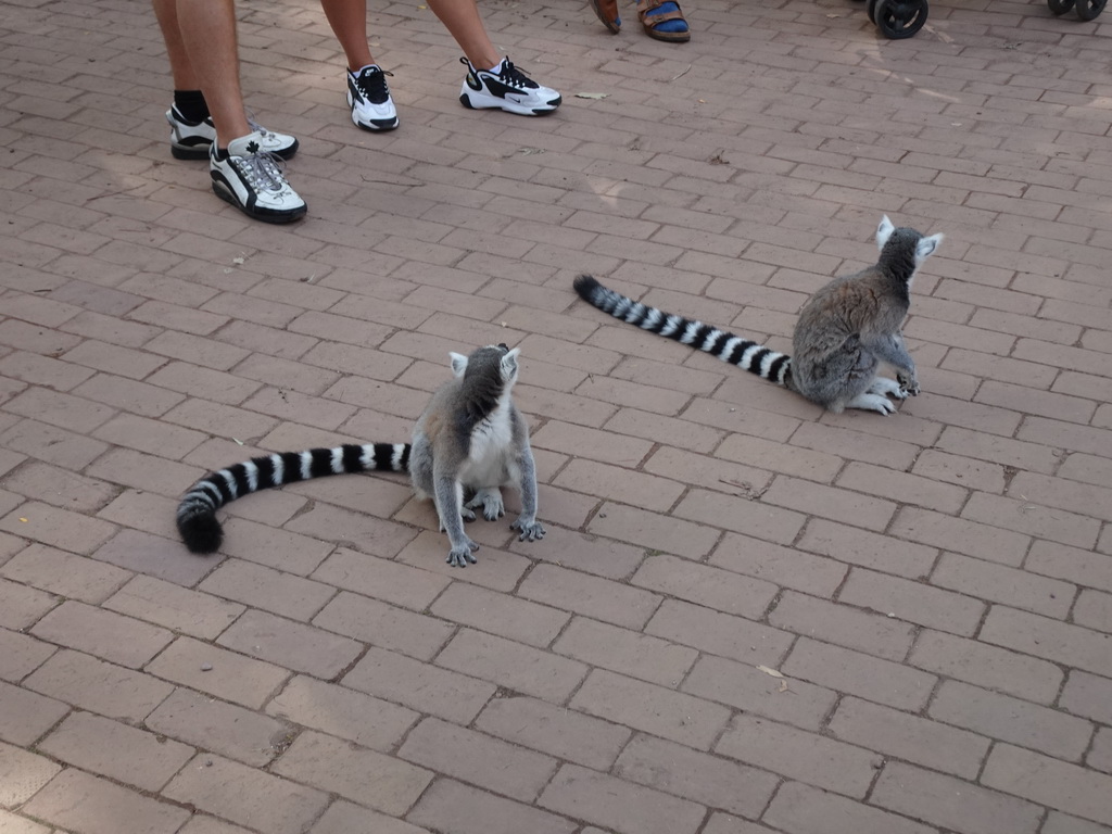 Ring-tailed Lemurs at the Apenheul zoo