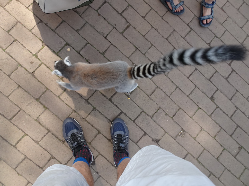 Tim with a Ring-tailed Lemur at the Apenheul zoo