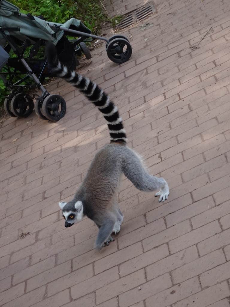 Ring-tailed Lemur at the Apenheul zoo