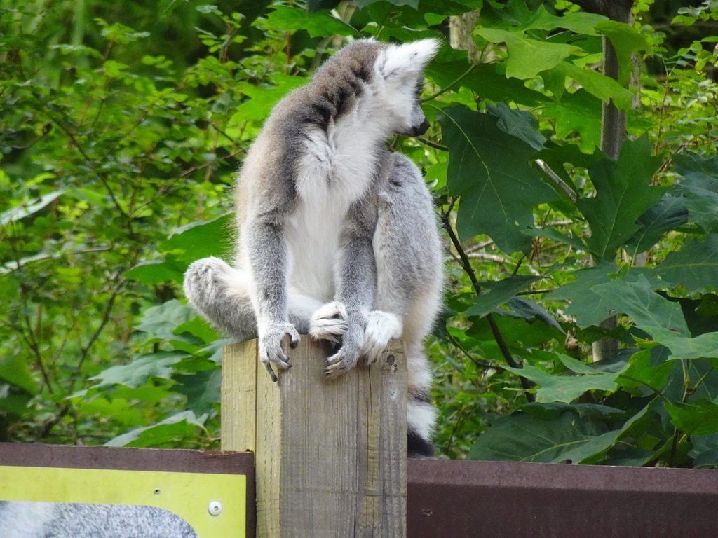 Ring-tailed Lemur at the Apenheul zoo