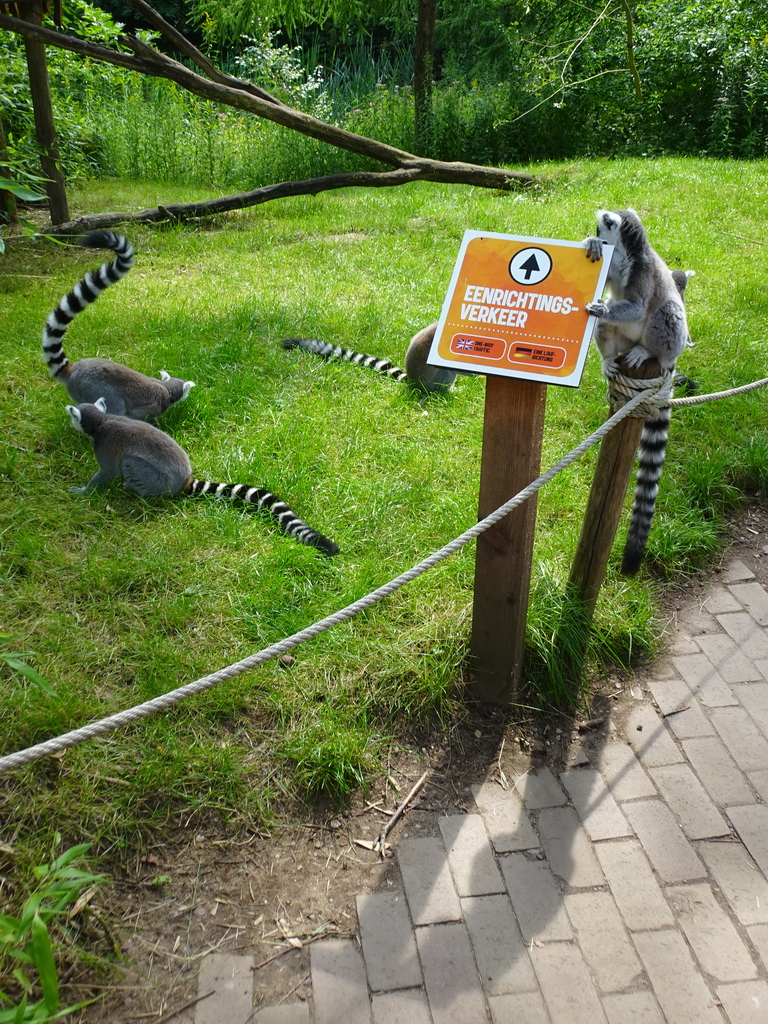 Ring-tailed Lemurs at the Apenheul zoo
