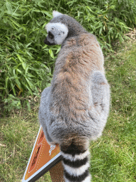 Ring-tailed Lemur at the Apenheul zoo