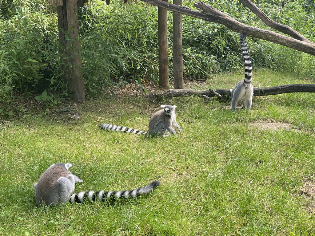 Ring-tailed Lemurs at the Apenheul zoo