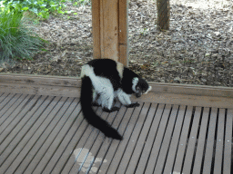 Black-and-white Ruffed Lemur at the Apenheul zoo