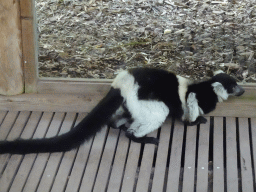 Black-and-white Ruffed Lemur at the Apenheul zoo