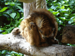 Red-ruffed Lemur at the Apenheul zoo