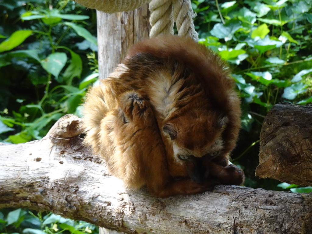 Red-ruffed Lemur at the Apenheul zoo