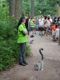 Zookeepers with Ring-tailed Lemurs at the Apenheul zoo
