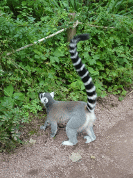 Ring-tailed Lemur at the Apenheul zoo