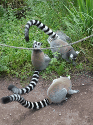 Ring-tailed Lemurs at the Apenheul zoo