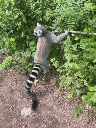 Ring-tailed Lemur at the Apenheul zoo