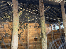 Java Sparrows at the upper floor of the Huis van NAAAP playground at the Apenheul zoo