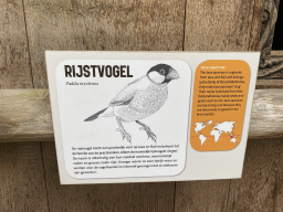 Explanation on the Java Sparrow at the upper floor of the Huis van NAAAP playground at the Apenheul zoo