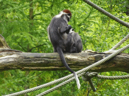 Collared Mangabeys at the Apenheul zoo